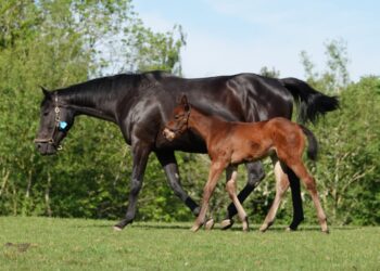 Ex Whatcoloristhewind 2025 Filly