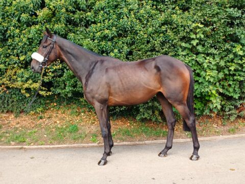 Un-Named Frontiersman Gelding