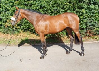 Un-Named Tirwanako 2022 Filly