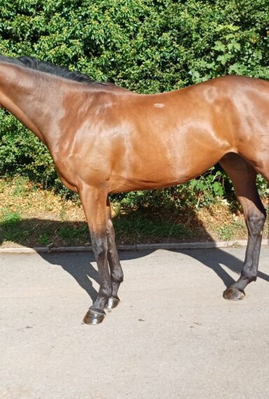 Un-Named Tirwanako 2022 Filly
