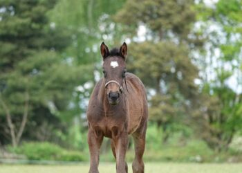 Ex Whatcoloristhewind 2024 Filly